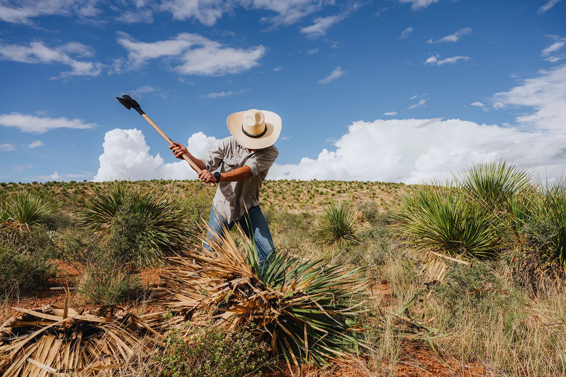 Is Sotol the Next Mezcal?