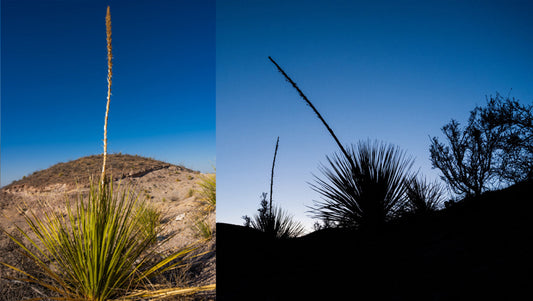 Is Sotol the Next Breakout Mexican Spirit in the U.S.?