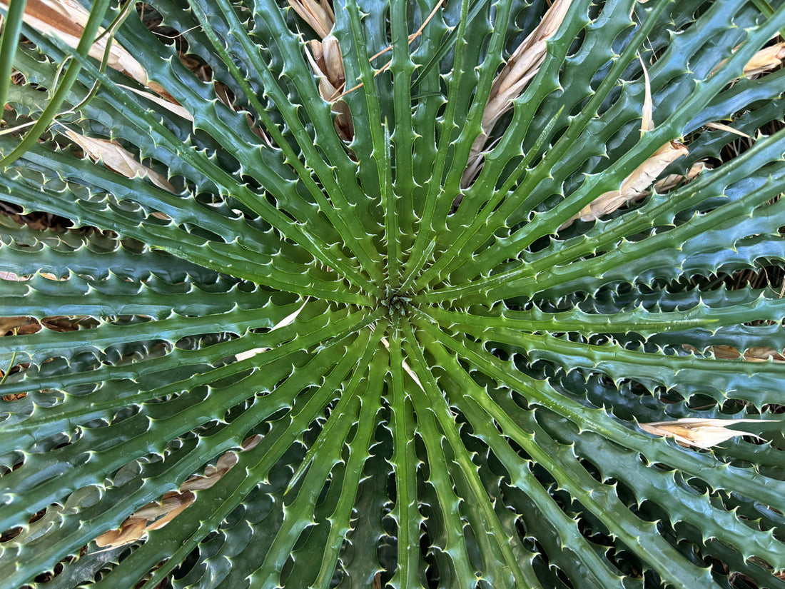 How A 4th Generation Sotol Maker Is Taking Sustainability Seriously For This Mexican Spirit  Read More: https://www.chowhound.com/2002578/sotol-maker-mexican-spirit-sustainability/