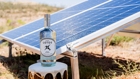 Casa Lotos Brings Sotol to New York—and Points to a Desert-Born Future